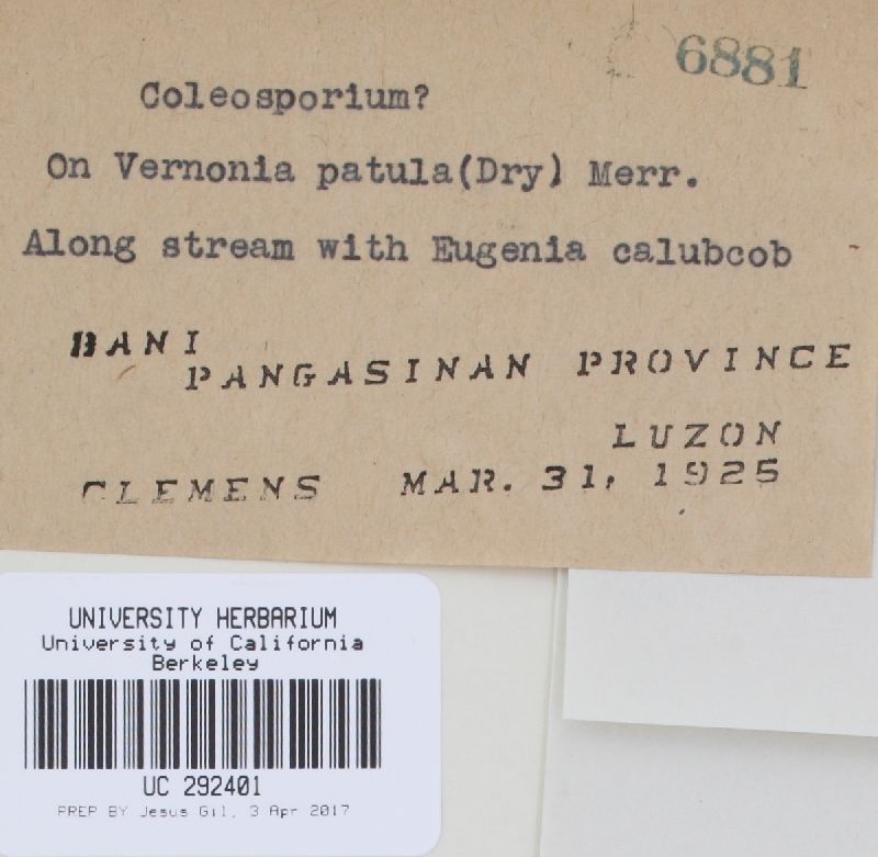 Uredo vernoniicola image