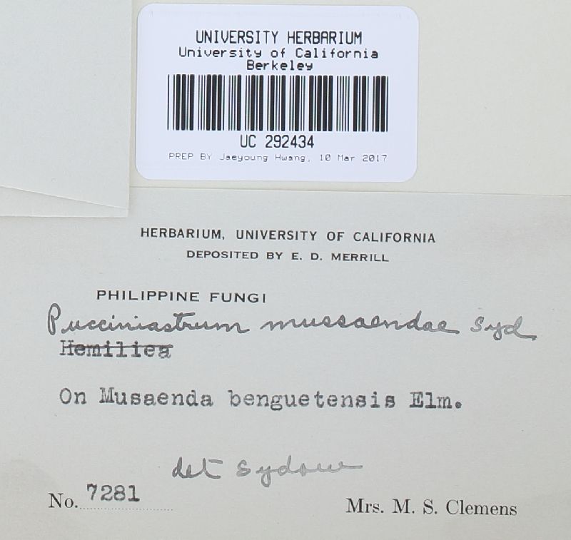 Pucciniastrum mussaendae image
