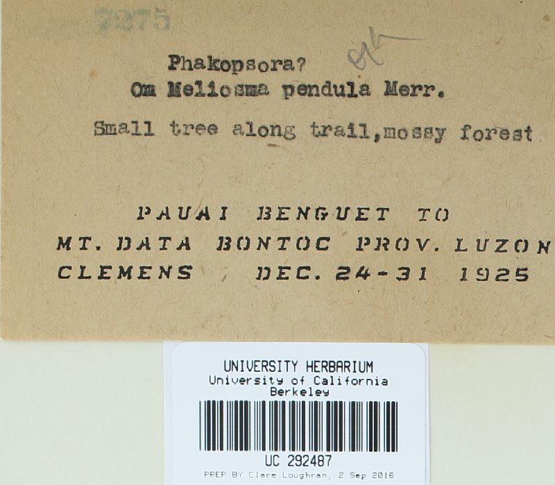 Phakopsora meliosmae image
