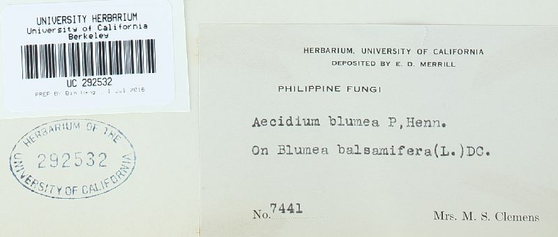 Endophyllum blumeae image