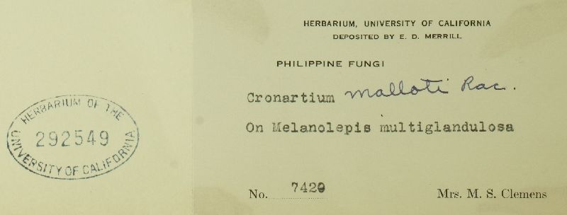 Cronartium malloti image