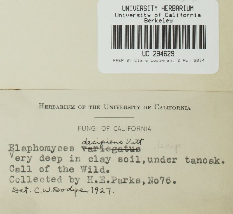 Elaphomyces decipiens image