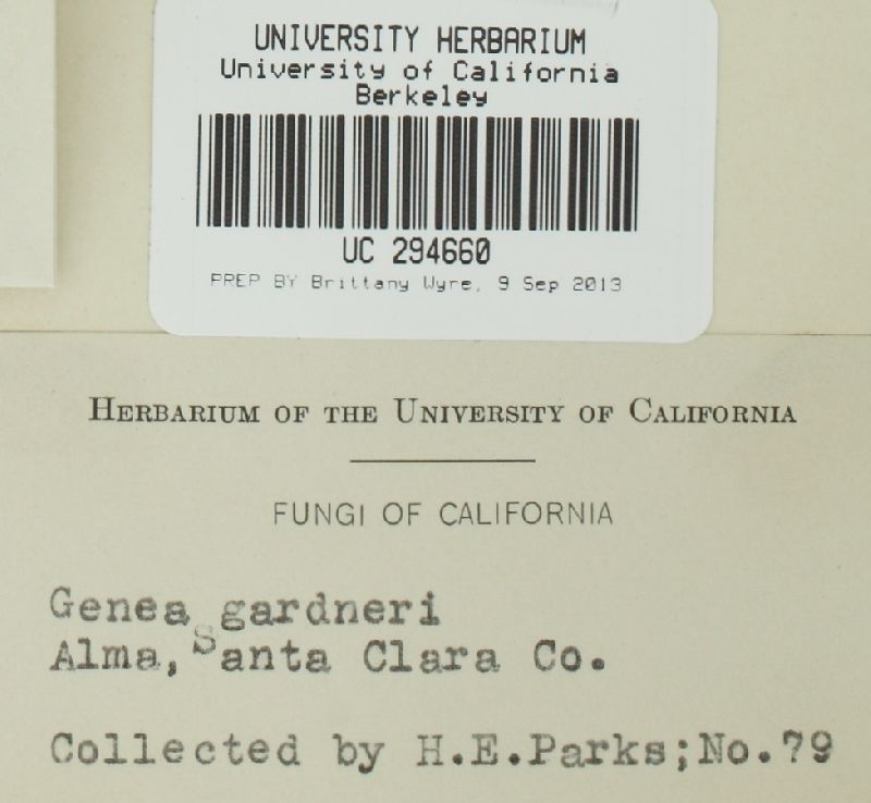 Genea gardneri image