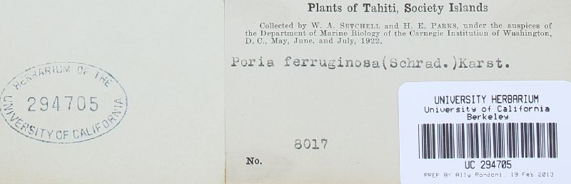 Fuscoporia ferruginosa image