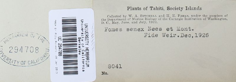 Fuscoporia senex image