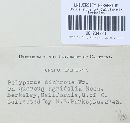 Gloeoporus dichrous image