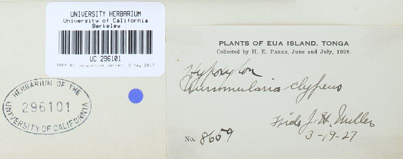 Biscogniauxia mediterranea image