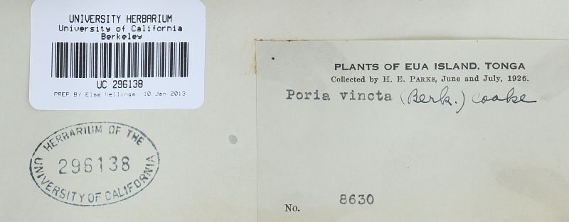 Rigidoporus vinctus image