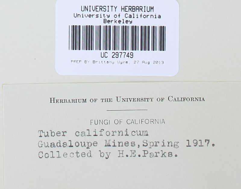 Tuber californicum image
