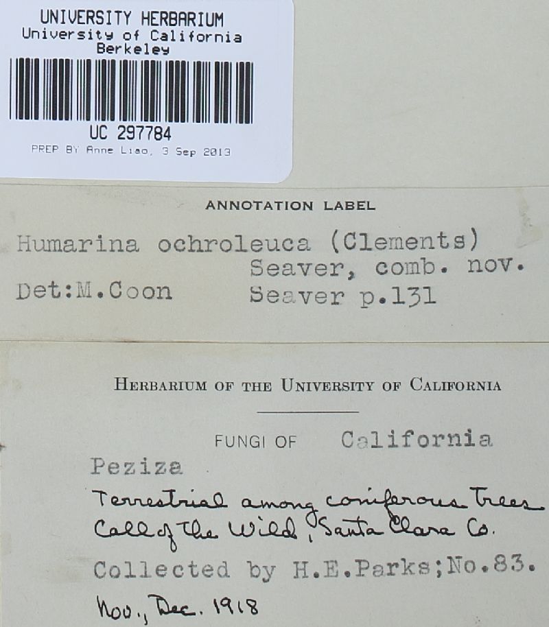 Humarina ochroleuca image
