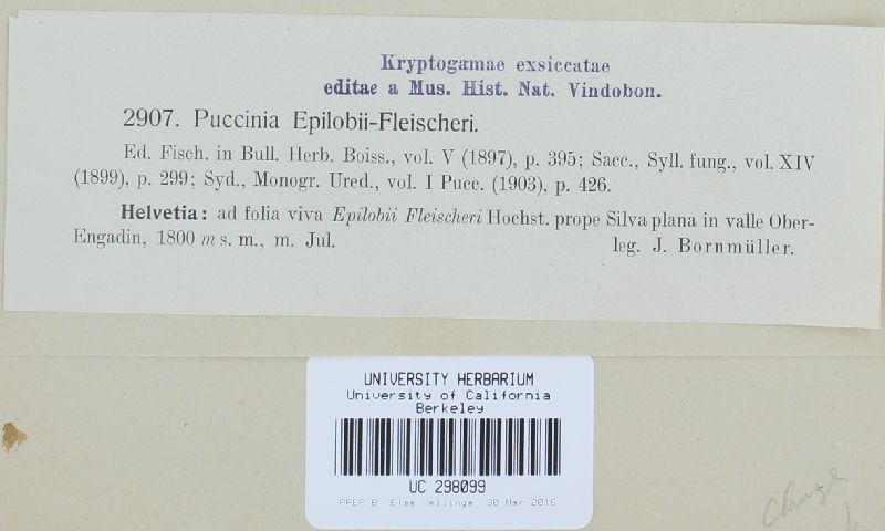 Puccinia epilobii-fleischeri image