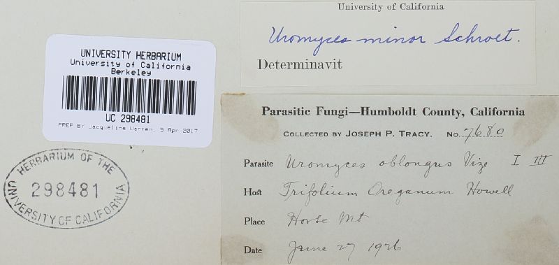 Uromyces minor image