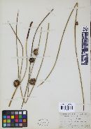 Stegocintractia junci image