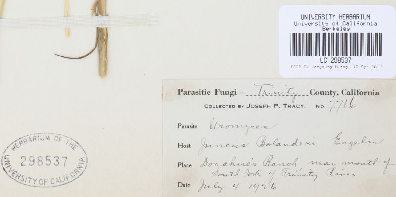 Uromyces junci-effusi image