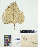 Puccinia helianthi image