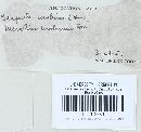 Serpula himantioides image