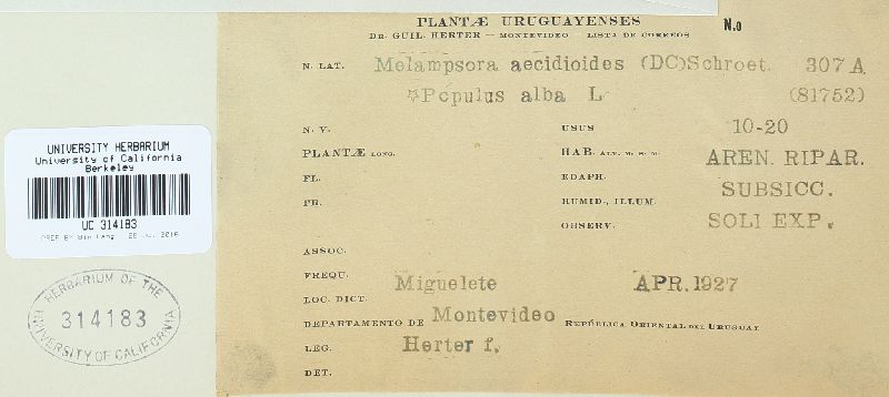 Melampsora populnea image