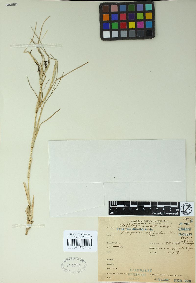 Sphacelotheca cordobensis image
