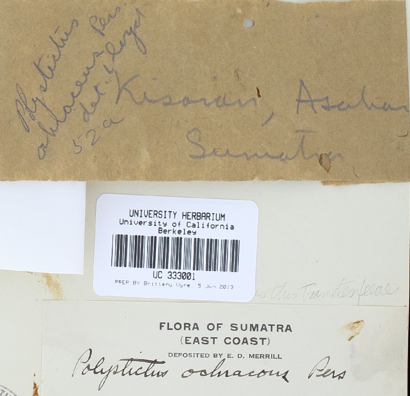 Fomitopsis feei image