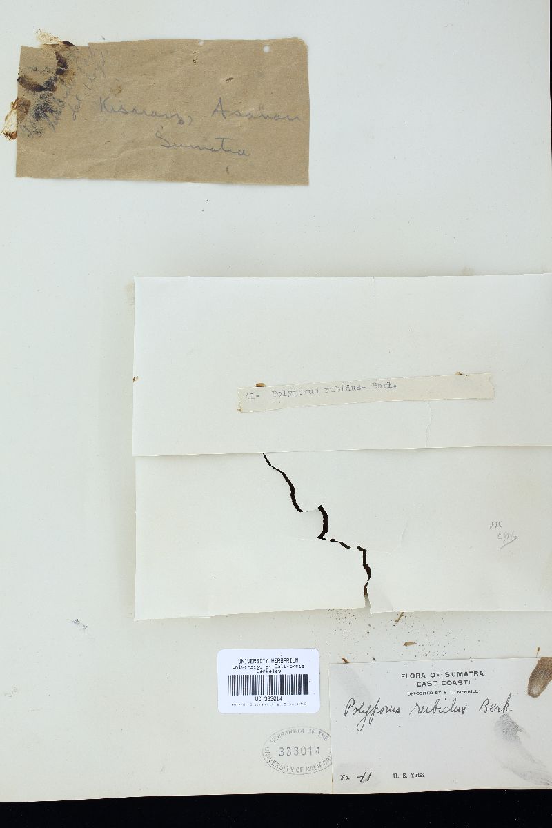Fomitopsis feei image