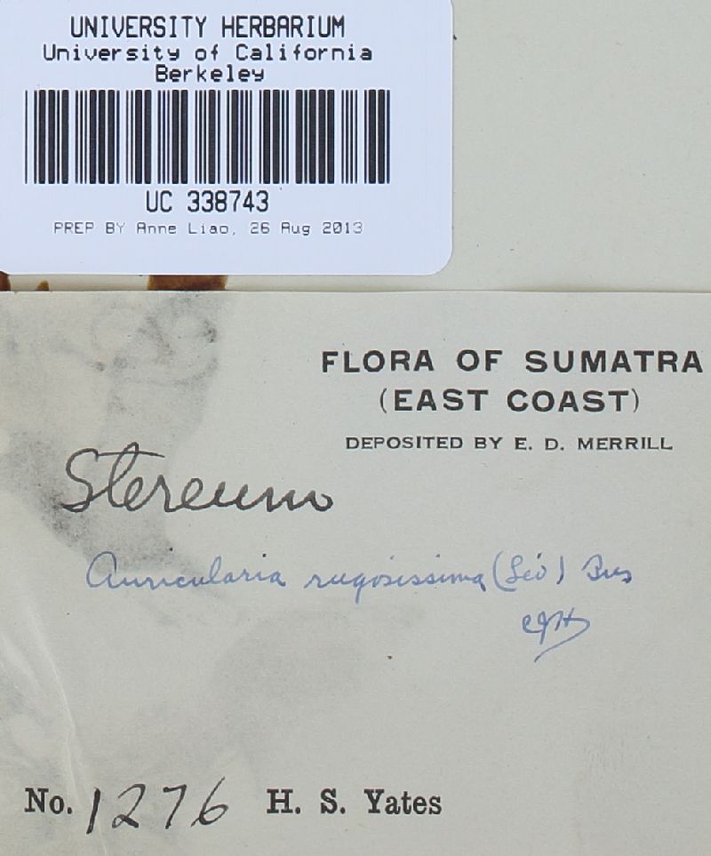 Punctularia strigosozonata image