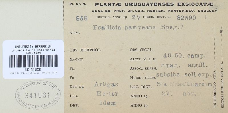 Agaricus pampeanus image