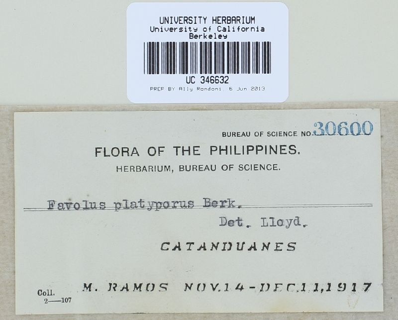 Favolus platyporus image
