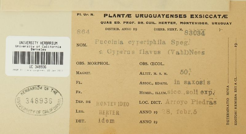 Puccinia cyperiphila image
