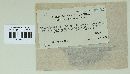 Bolosphaera subferruginea image