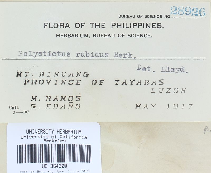 Fomitopsis feei image