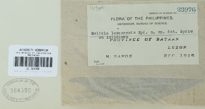 Meliola luzonensis image