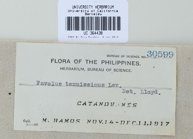 Favolus tenuissimus image