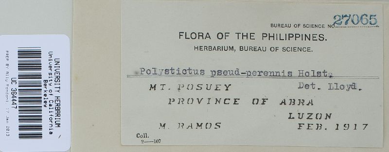 Polystictus pseudoperennis image
