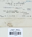 Microporus affinis image