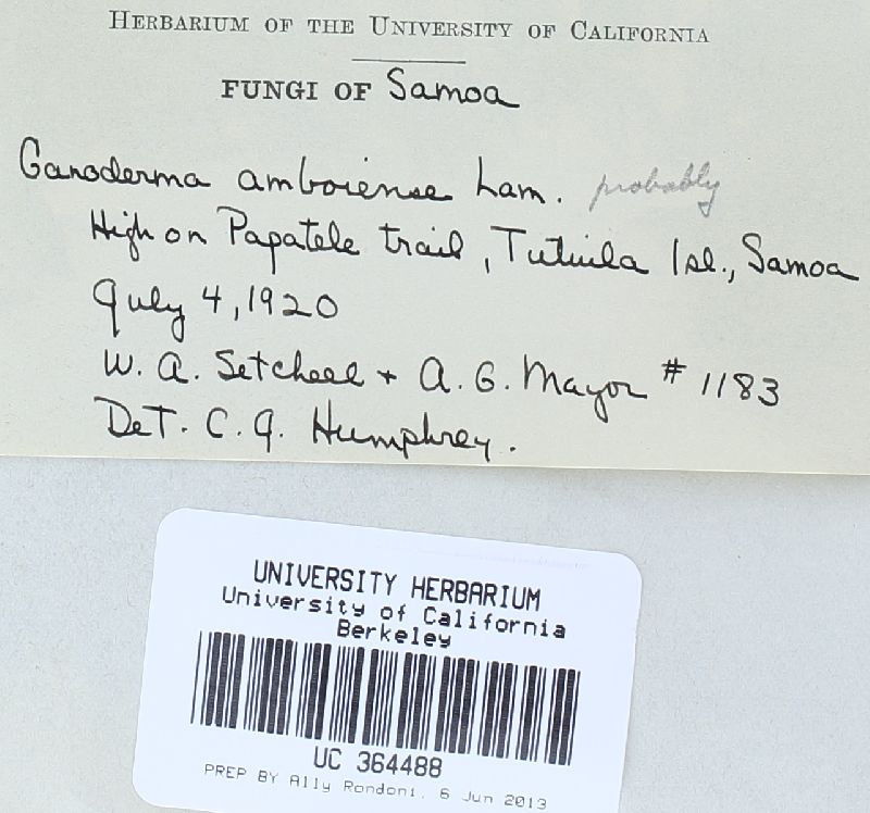 Ganoderma amboinense image