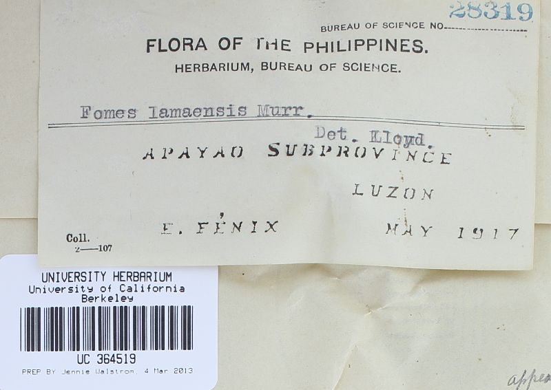 Phellinidium lamaoense image