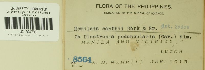 Hemileia image