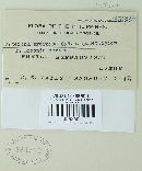 Asterina breyniae image