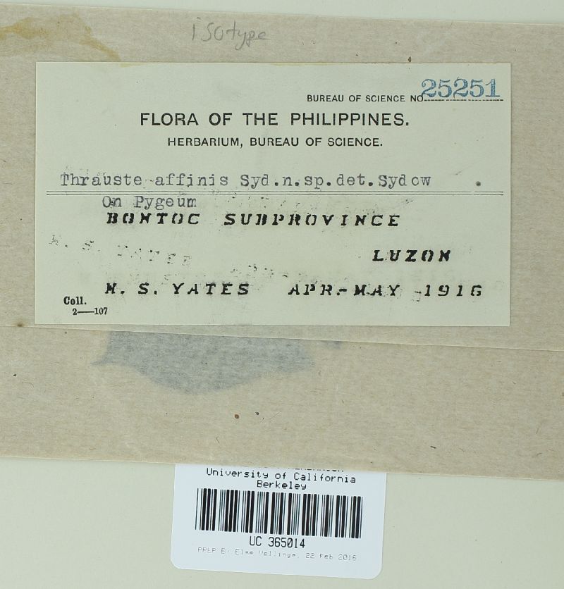 Thrauste affinis image