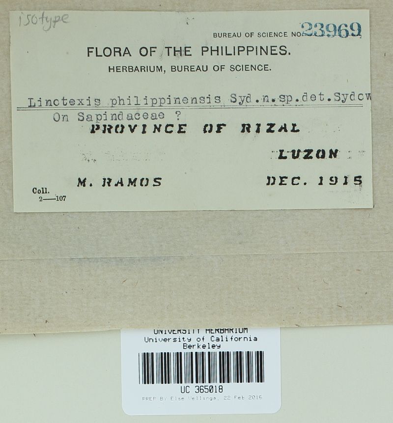 Linotexis philippinensis image