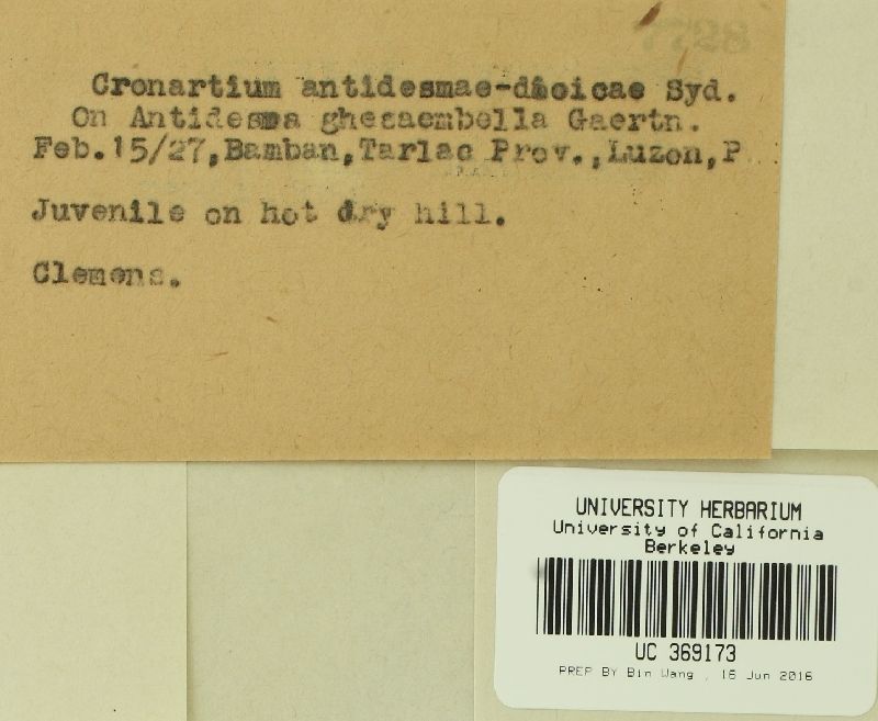 Cronartium antidesmae-dioicae image
