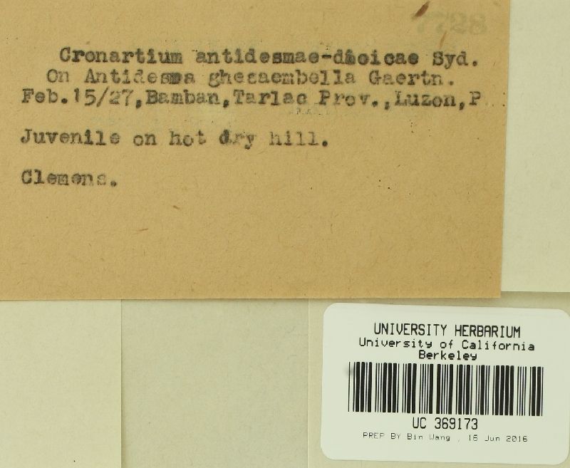 Cronartium antidesmae-dioicae image