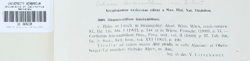 Gloeocystidiellum leucoxanthum image