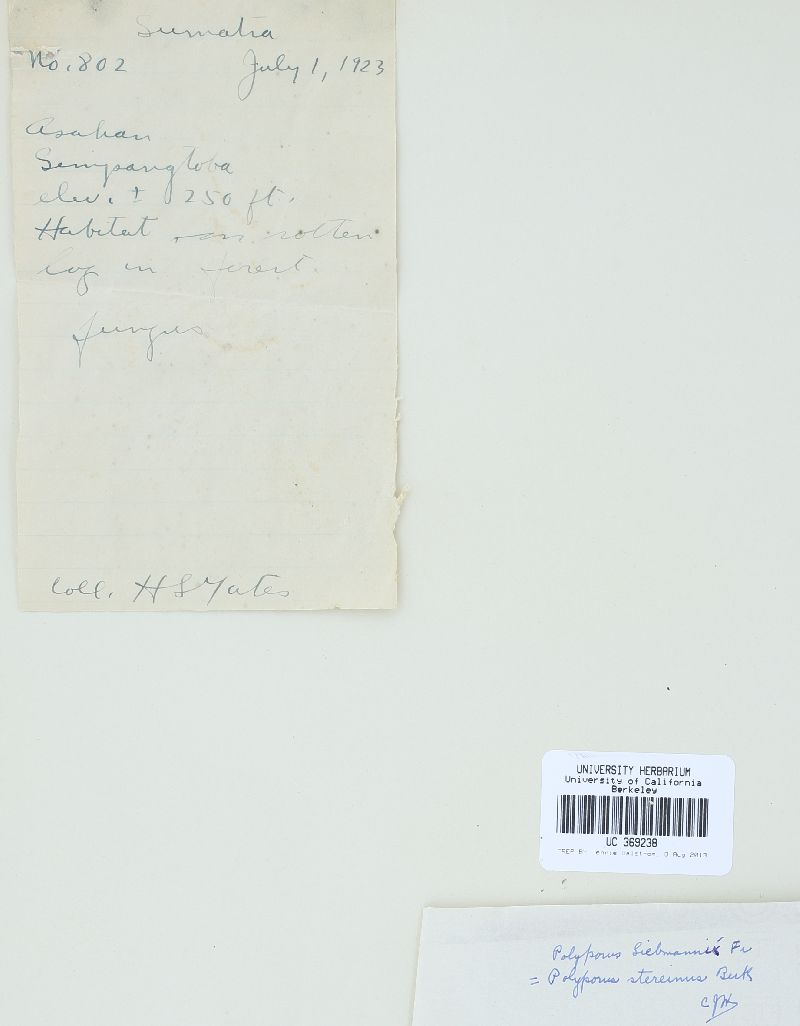 Flaviporus liebmannii image