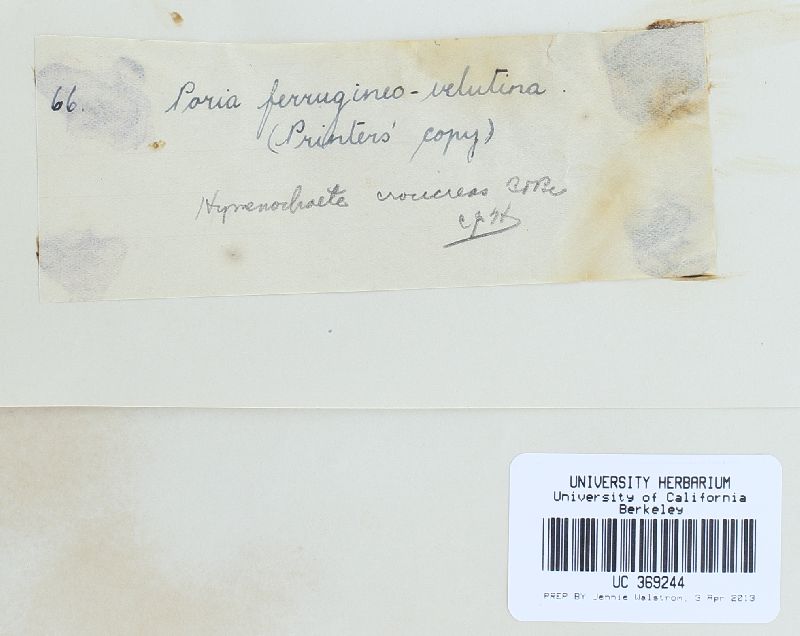 Erythromyces crocicreas image