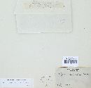 Antrodiella versicutis image