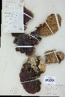 Earliella scabrosa image