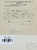 Uromyces appendiculatus image