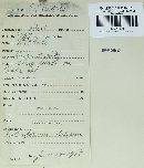 Coleosporium asterum image