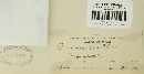 Puccinia menthae image